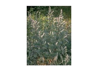 Tsa artemisia vulgaris 50 ml