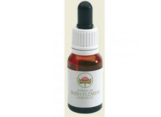 Grey spider flower gtt 15ml