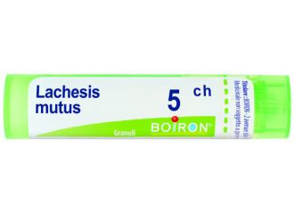 Lachesis mutus 5ch gr bo