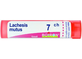 Lachesis mutus 7ch gr bo