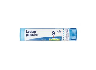 Ledum palustre 9ch gr bo