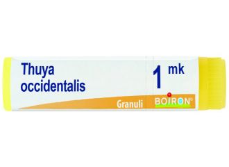 Thuya occident mk gl bo