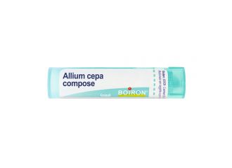 Allium cepa comp gr bo