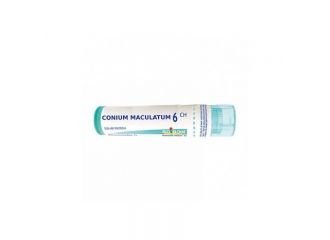 Conium maculatum 6ch gr