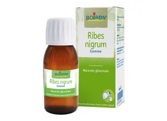 Ribes nigrum 7ch gr