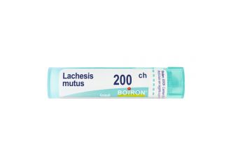 Lachesis mutus 200ch gr *bo*