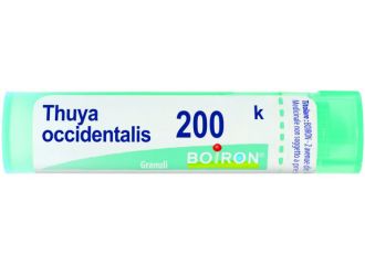 Thuya occident 200k gr