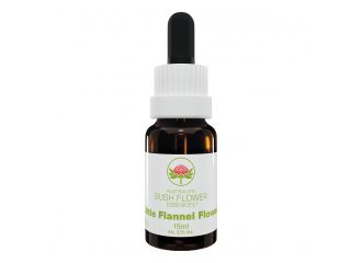 Little flannel flower 15 ml