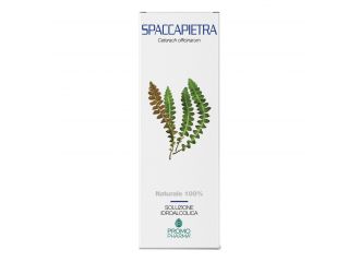 Spaccapietra sommita' taglio tisana 100 g