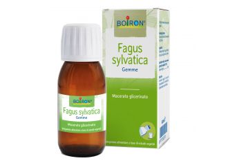 Fagus sylvatica macerato glicerico 60 ml int