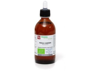 Rosa canina macerato glicerinato bio 1000 ml